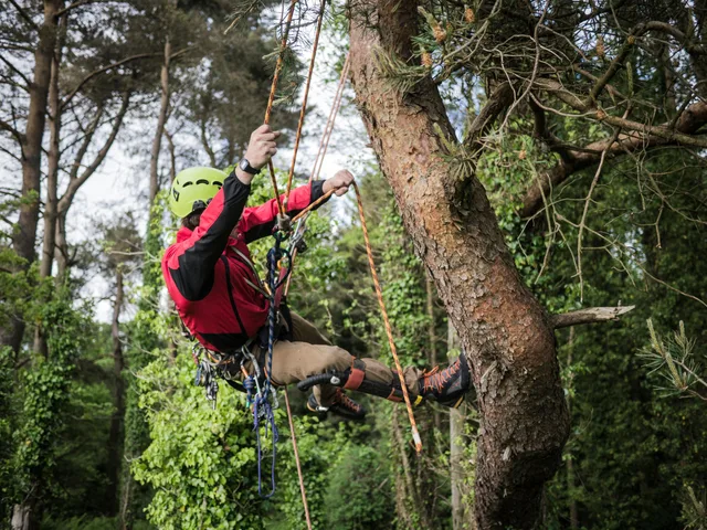 A climber tackles a tall tree using ropes in a lush forest setting. Energetic and thrilling outdoor pursuit. Reviewing tree service packages: strengths, gaps and a verdict