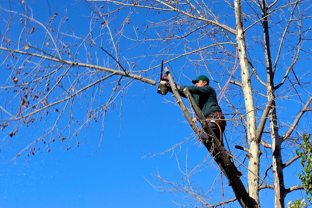 tree, woodcutter, chainsaw, pruning, trimming, felling, nature, worker, landscaping, trees. The honest guide to tree service companies in 2027