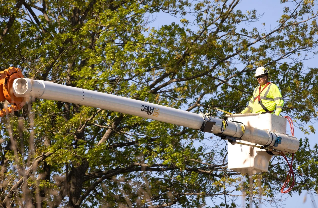 arborist, pruning, nature, worker, trees, labor, trimmer. ANSI A300 Pruning Standards Tree Service Owners Use Alongside Permits
