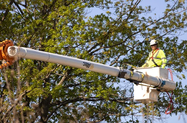 arborist, pruning, nature, worker, trees, labor, trimmer. ANSI A300 Pruning Standards Tree Service Owners Use Alongside Permits