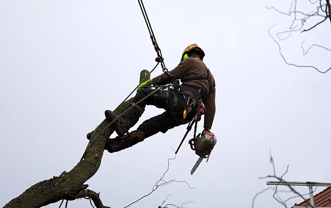 tree, nature, man, worker, trunk, log, climbing technique, climb, rope climbing. Arborist Certification in Canada: Provincial Requirements and ISA Canadian Chapters