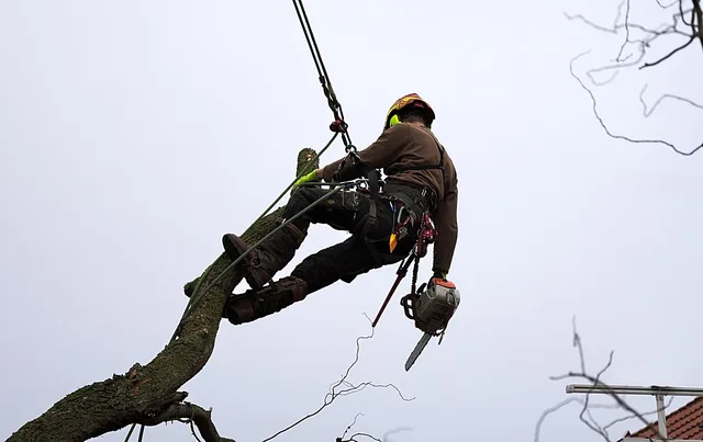 tree, nature, man, worker, trunk, log, climbing technique, climb, rope climbing. Arborist Certification in Canada: Provincial Requirements and ISA Canadian Chapters