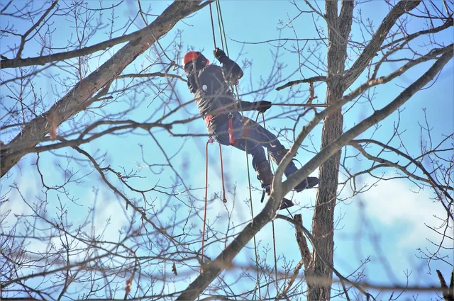 tree, cutter, suspended, high up, tall tree, climbing spikes, boots, equipment, climbing ropes, timber, lumber, lumberjack, logging, tree cutting, dead tree, worker, hard hat, nature, safety, forestry. Tree service software: what each option is for and how to trial it