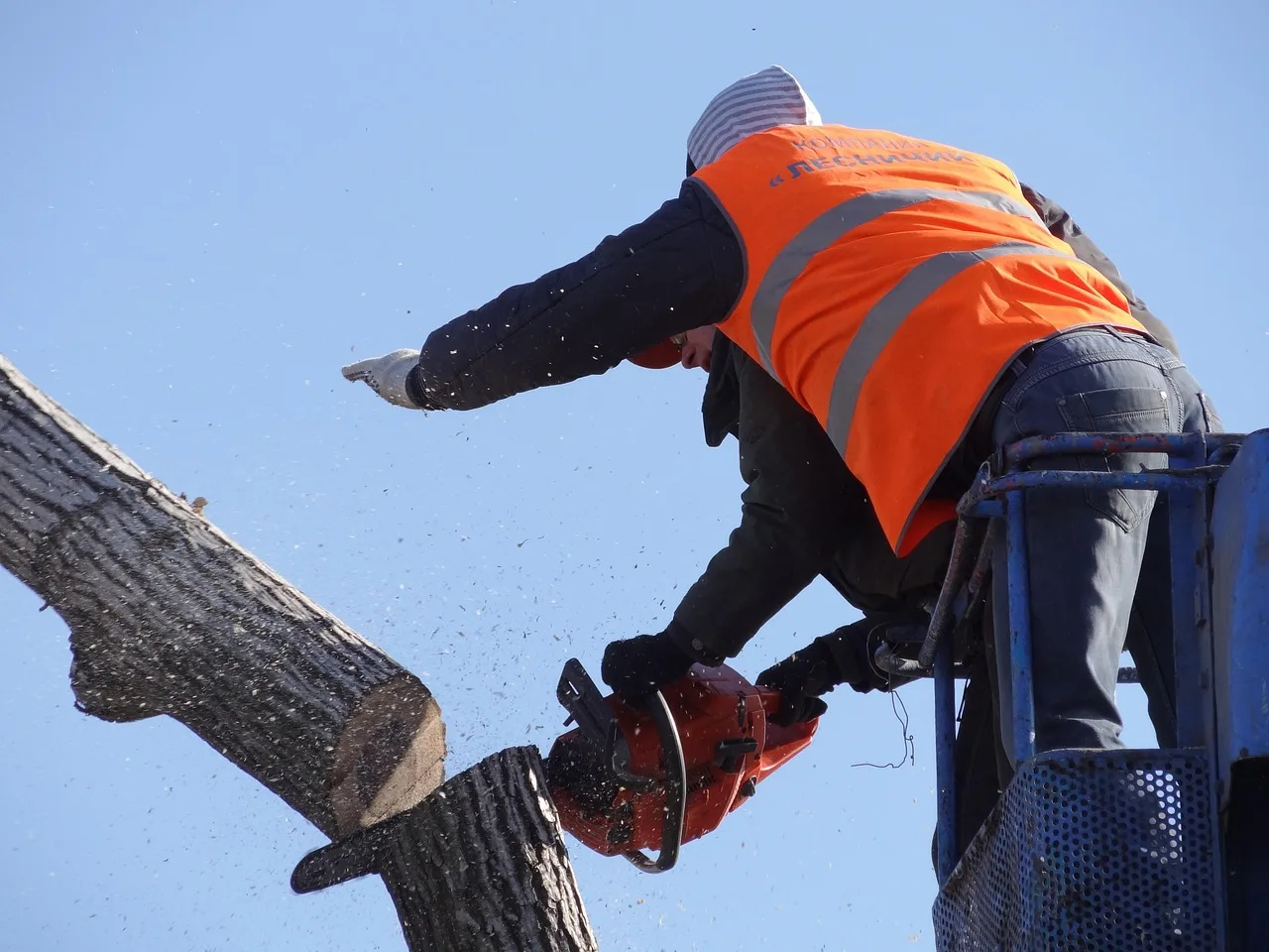saw cut, nature, trees, old tree, clearing. How do Calgary and Edmonton pruning windows differ from coastal British Columbia?