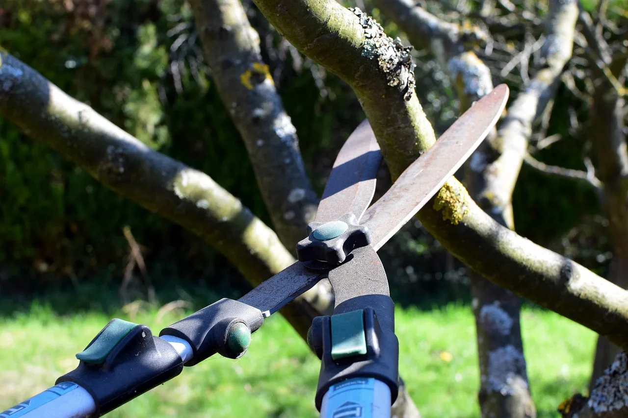 pruning shears, hedge trimmer, tree cutter, nature, tree, garden. Arborist pruning work and Winnipeg's elm pruning ban