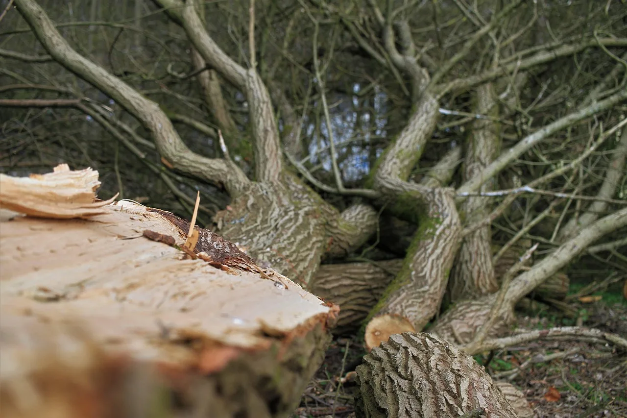roden, cut tree, wood clearing, tree felling, wood, felling, clearing, nature, tree, tree trunk, forest, tribe, woodwork, arborist, gardener, saw, chainsaw, work, saw off, annual rings, fall, arborist, arborist, arborist, arborist, arborist, chainsaw. How to Estimate Tree Pruning Time and Materials for Accurate Bids