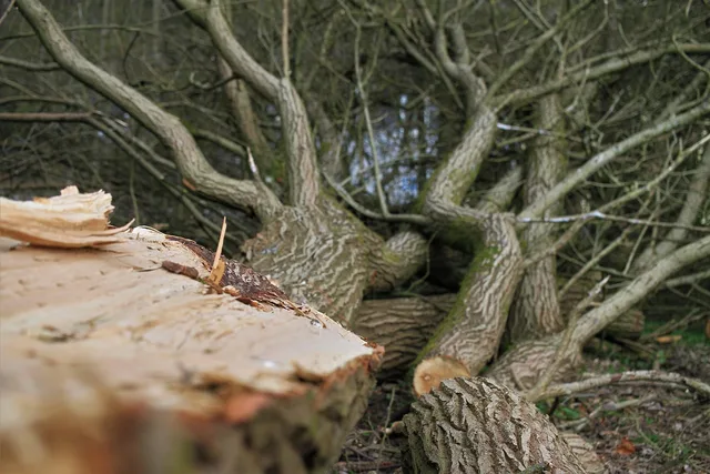 roden, cut tree, wood clearing, tree felling, wood, felling, clearing, nature, tree, tree trunk, forest, tribe, woodwork, arborist, gardener, saw, chainsaw, work, saw off, annual rings, fall, arborist, arborist, arborist, arborist, arborist, chainsaw. How to Estimate Tree Pruning Time and Materials for Accurate Bids