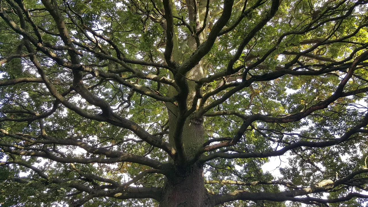 tree, climbing, childhood, nature, acorn tree, acorn tree, acorn tree, acorn tree, acorn tree, acorn tree. Tree service pricing that protects margin on every job