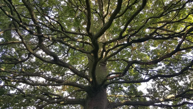 tree, climbing, childhood, nature, acorn tree, acorn tree, acorn tree, acorn tree, acorn tree, acorn tree. Tree service pricing that protects margin on every job