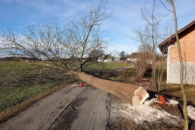 tree, dead tree, felling, wood, tree trunk, tree pruning, chainsaw, woodwork, work, forest work, nature, section, like. How to structure tree service packages for customers, in plain terms