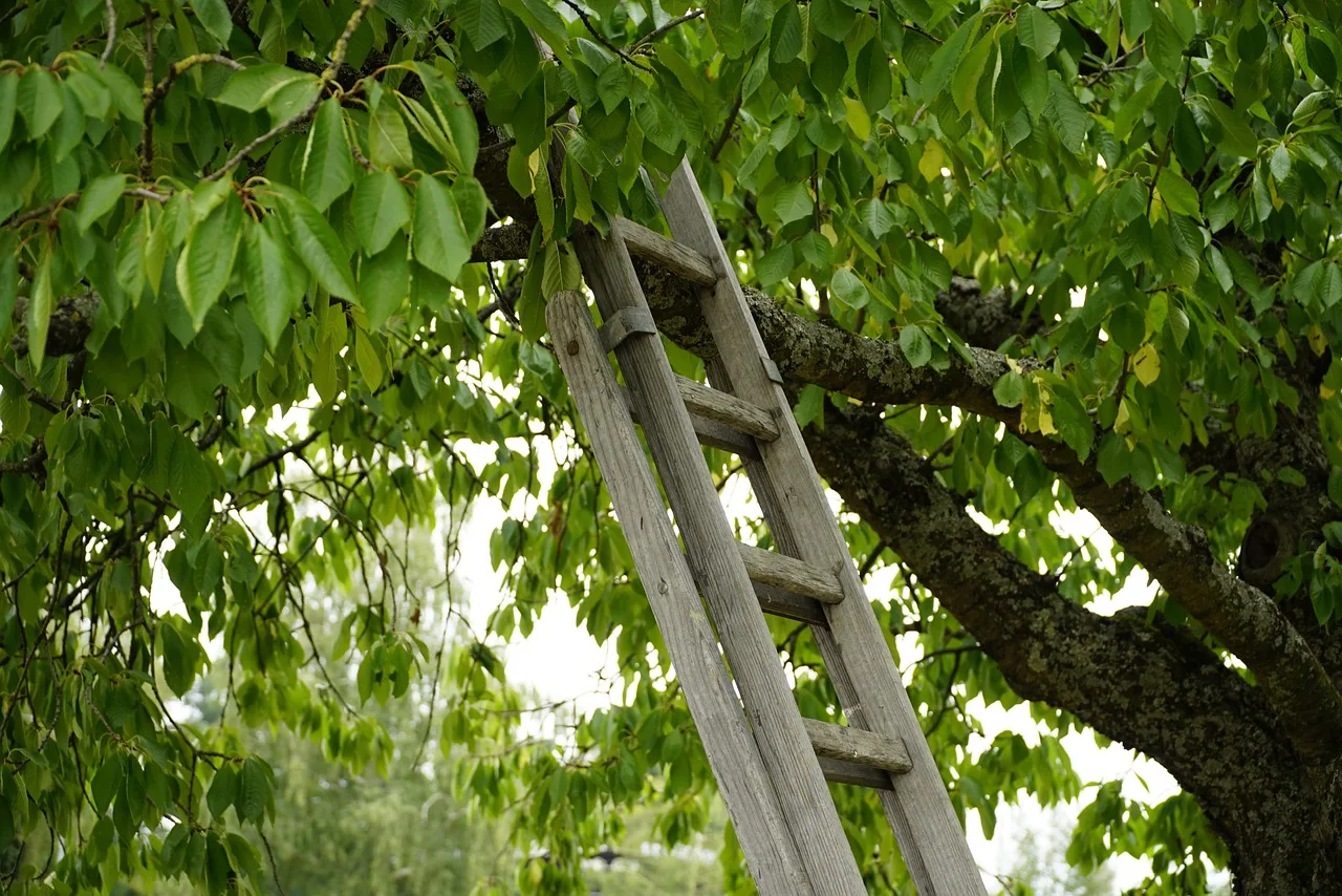 ladder, wood, climbing, harvest, cherry, nature, tree. How to build a steady pipeline of tree service leads