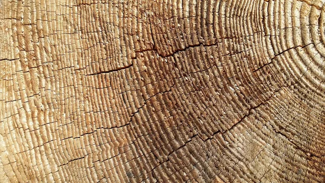 invoice, cross-section, wood, trunk cross-section, trunk. Referrals for a tree service business: how owners get more of them