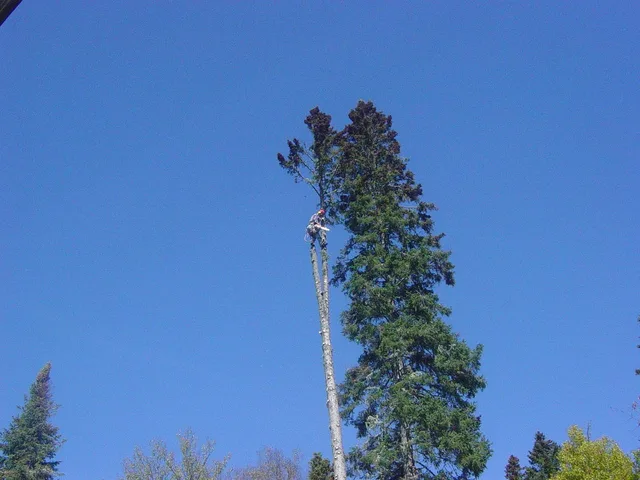 pruner, tree, nature, dangerous, danger, high, climb, saw. Getting profitable tree service packages right the first time