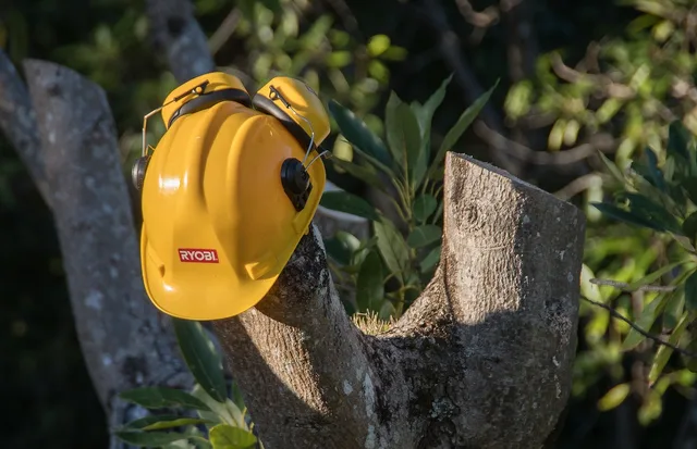 tree, sawn, pruning, hard hat, timber, cut, wood, nature, avocado tree, ear muffs. Pricing pruning work in Canadian dollars: rate benchmarks by province