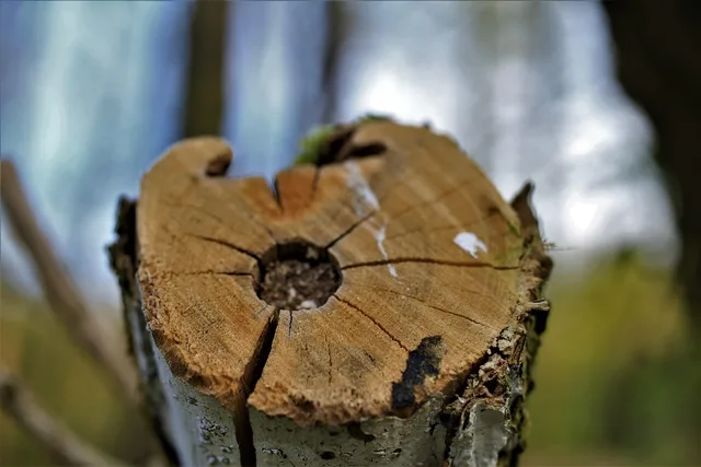 tree, cut tree, tree trunk, branch, tree pruning, nature, tree felling, fall, forest, wood. Pruning work permits for private trees in Toronto, Vancouver and Montreal