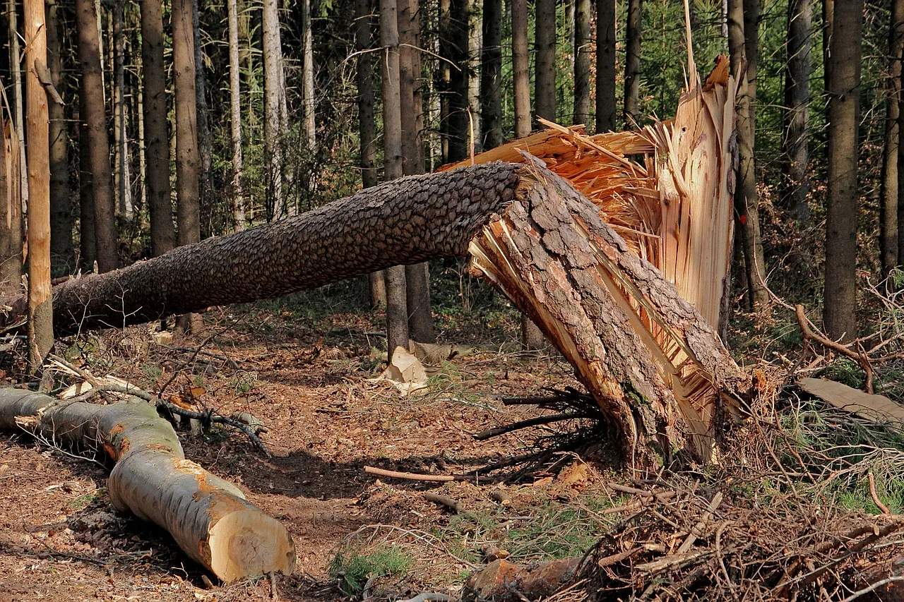 tree, storm, storm damage, nature, forest, splintered, tree trunk, tribe, canceled, damage, overturned, force of nature. Tree Service Business Operations: Storm Documentation