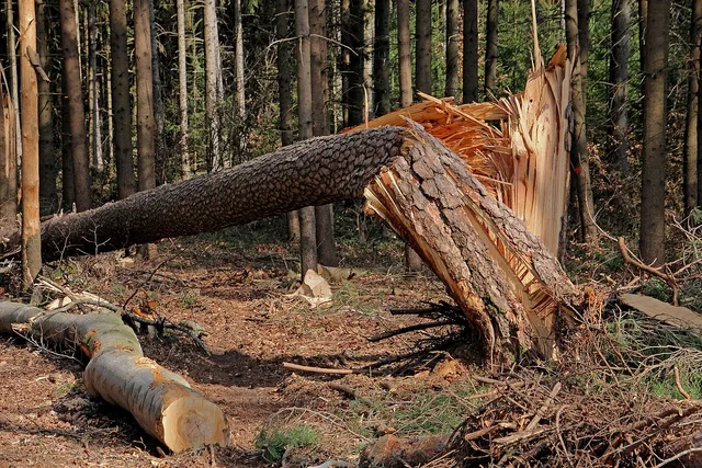 tree, storm, storm damage, nature, forest, splintered, tree trunk, tribe, canceled, damage, overturned, force of nature. Tree Service Business Operations: Storm Documentation