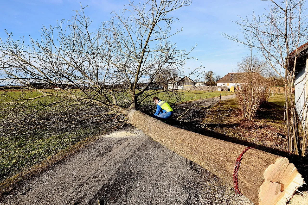 tree, forest work, felling, tribe, timber, sawed off, like, tree trunk, nature, bark, chainsaw, wood, workers, tree pruning, work, saw. How Many Trees Should a Pruning Crew Complete per Day? Productivity Rates