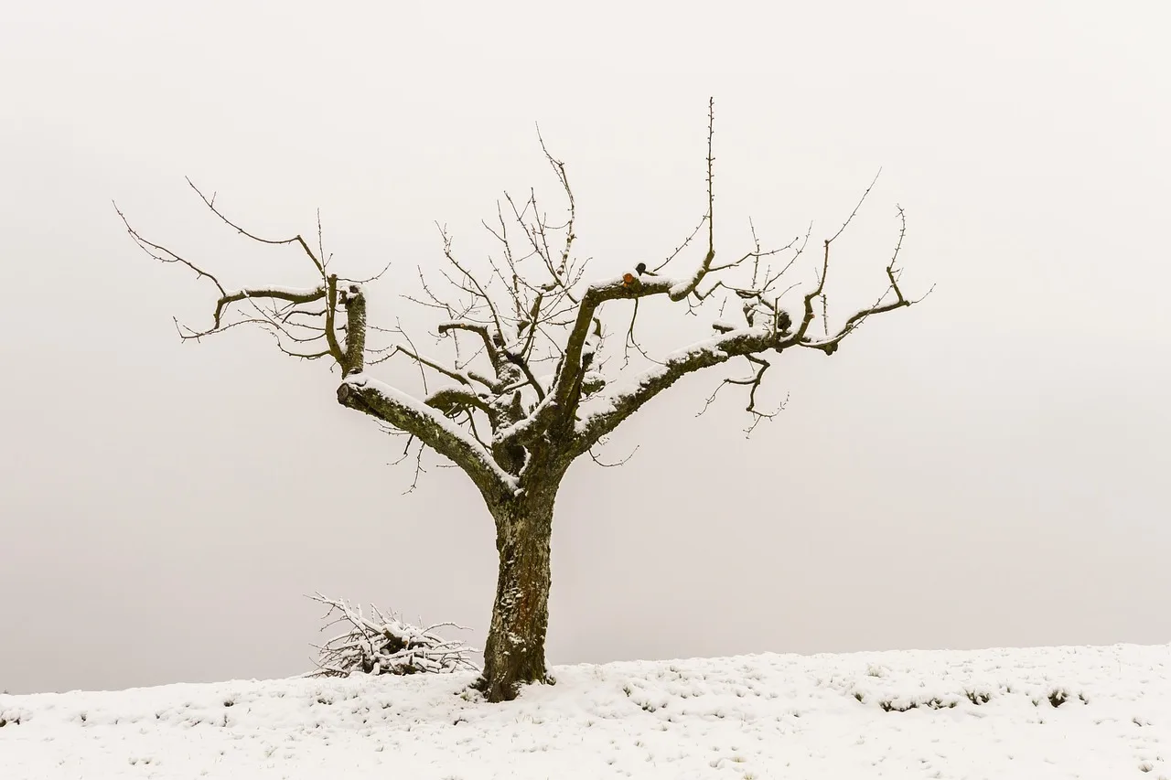 tree, tree pruning, wood, nature, lumber, pruning tree, apple tree, tree trunk, pile of wood. Tree pruning permits in Canadian cities: the Calgary City-tree test