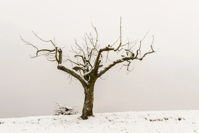 tree, tree pruning, wood, nature, lumber, pruning tree, apple tree, tree trunk, pile of wood. Tree pruning permits in Canadian cities: the Calgary City-tree test