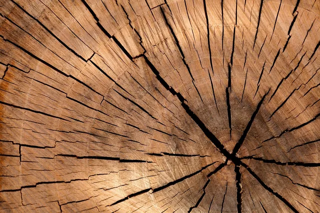lumber, log, wood, tree, cross section, tree log, texture, material, brown, cut tree, tree details, nature, structure, stump, surface, timber, trunk, wooden, tree rings, growth rings, wood, wood, wood, wood, wood, tree, tree, texture. Tree service cash flow: the basics, the traps and the fixes