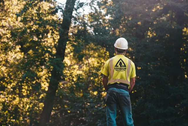 A tree service worker stands in a forest wearing a hardhat and safety vest, ready for a day of outdoor work. The tree service business plan: sections that matter