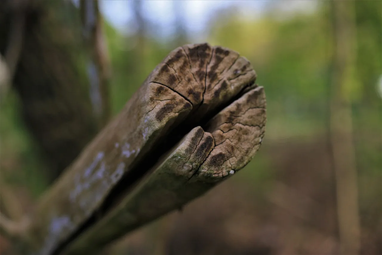 tree, cut tree, tree trunk, branch, tree pruning, nature, tree felling, fall, forest, wood. Tree service complaint handling: what to keep and what to drop