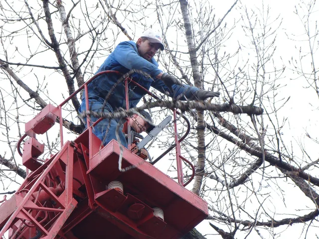 saw cut, nature, trees, old tree, clearing. Tree service business compliance: four authorities to check before opening