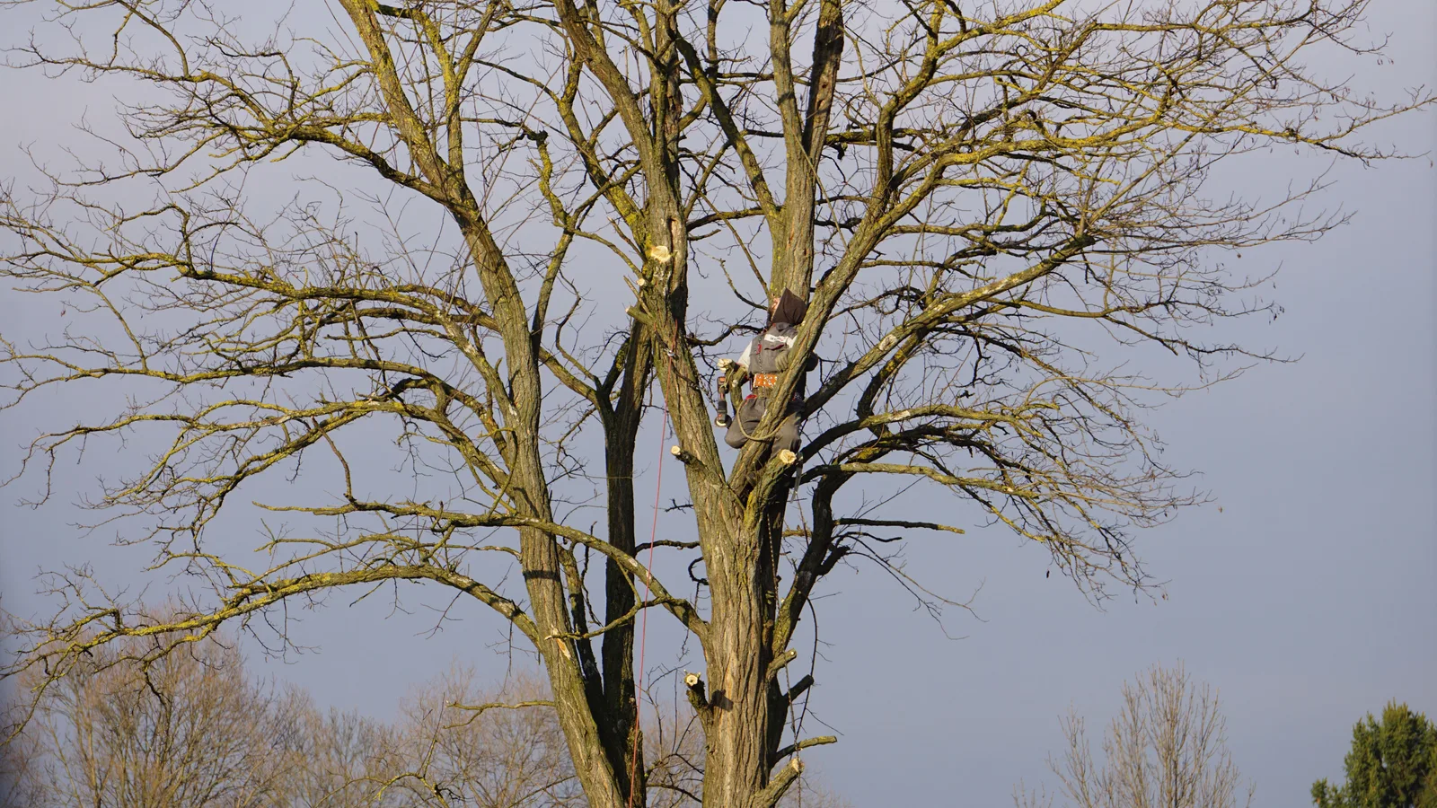 An arborist expertly climbs a tall bare tree on a clear winter day. Tree service expansion beyond the obvious