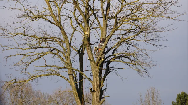 An arborist expertly climbs a tall bare tree on a clear winter day. Tree service expansion beyond the obvious