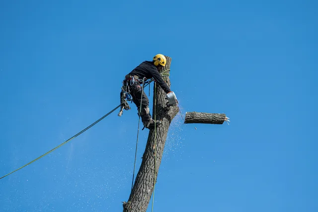 A skilled arborist wearing safety gear cuts a tree with a chainsaw against a clear blue sky. 4 things to understand about tree service hiring and training