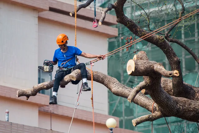 Tree surgeon using a chainsaw to prune branches while secured with ropes in Kowloon, Hong Kong. Insurance for a tree service business: costs, coverage and exclusions