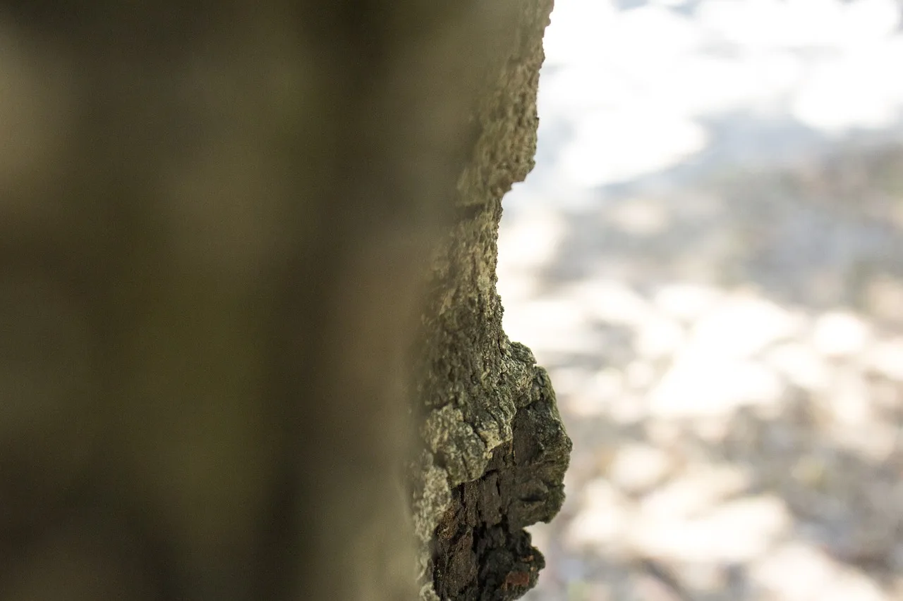 wood, cortex, tree, nature, registration, moss, floors. Tree service licensing: registration, credentials, permits and insurance
