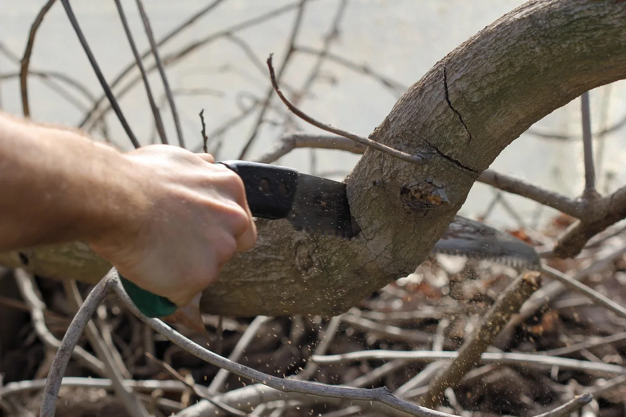 sierra, saw, tool, cutting, pruning, branch, trunk, hand, arm, gardening, pruning, pruning, pruning, pruning, pruning. Tree service operating standards reviewed: what holds up and what does not