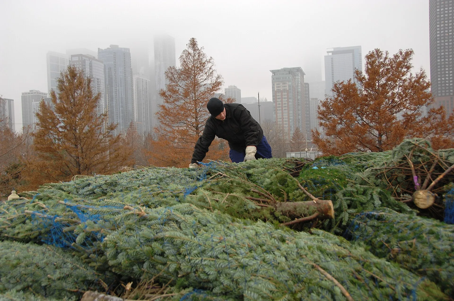 A crew member from the Coast Guard Cutter Mackinaw climbs onto the pile of Christmas trees as decorating of the ship commences, Dec. 5, 2014. The Mackinaw is in Chicago to help re-enact the tradition of the original Chicago Christmas Ship from the late 1800s and early 1900s and partnering with the C. The labour bill in a tree service business for 2027