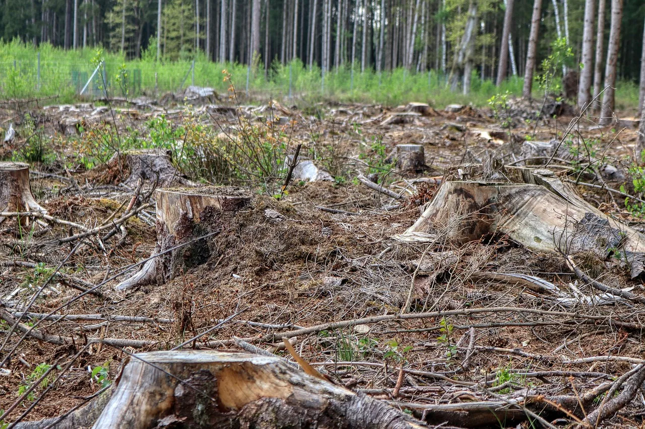 forest, clearing, wood, felling, nature, tree trunk, chainsaw, roden, woodwork, trees, tree felling, forestry, arborist, felling, felling, felling, chainsaw, tree felling, tree felling, tree felling, forestry, arborist, arborist, arborist, arborist, arborist. Tree service pricing and profit: crew hours, machine rates, access and the cash gap