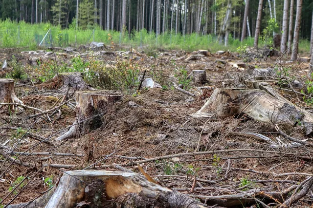 forest, clearing, wood, felling, nature, tree trunk, chainsaw, roden, woodwork, trees, tree felling, forestry, arborist, felling, felling, felling, chainsaw, tree felling, tree felling, tree felling, forestry, arborist, arborist, arborist, arborist, arborist. Tree service pricing and profit: crew hours, machine rates, access and the cash gap