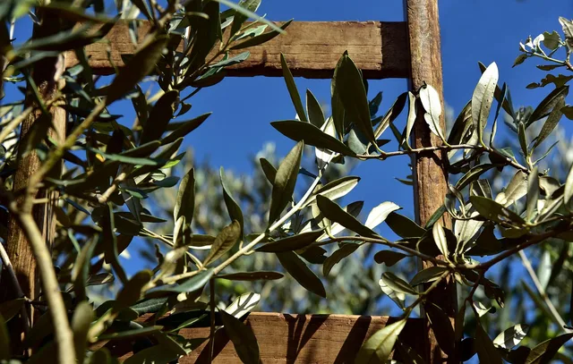 wooden ladder, rung, olive tree, olive branch, olive leaves, olive harvest, agriculture, pick, rise, climb up, wood, olive tree, olive tree, olive tree, olive tree, olive tree, olive branch. Tree service quality assurance: the version that survives contact with reality