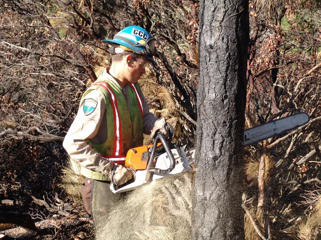 California Conservation Corps (CCC) crew member felling a tree near Silverthorne Recreation Residences during the Job Partnerships and Community Wildfire Protection Project in March 2009. Employment on this shovel-ready project was 220 CCC's, 28 private contract crew members and two contract project. Tree service quality standard: nine written decisions, hold points and records
