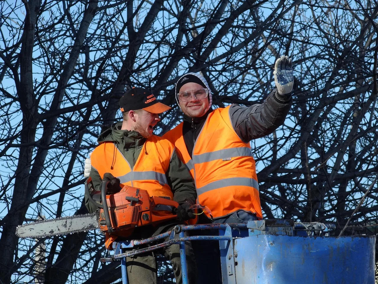 saw cut, trees, old tree, nature, clearing. Utility Line Clearance Pruning Tree Service: Qualifications and Contracts